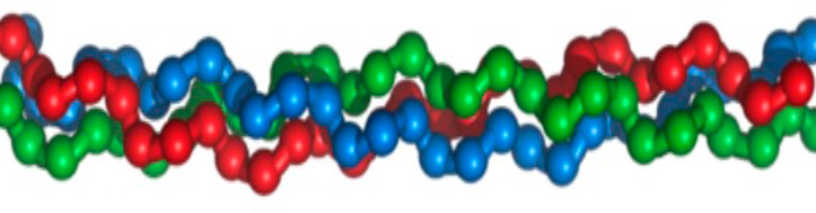 The triple helix of collagen I - composed of two alpha1 strands and one alpha2 strand