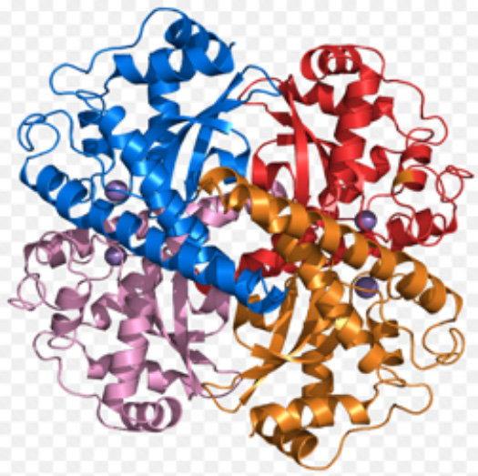 Superoxide Dismutase, an intrinsic enzymatic antioxidant.