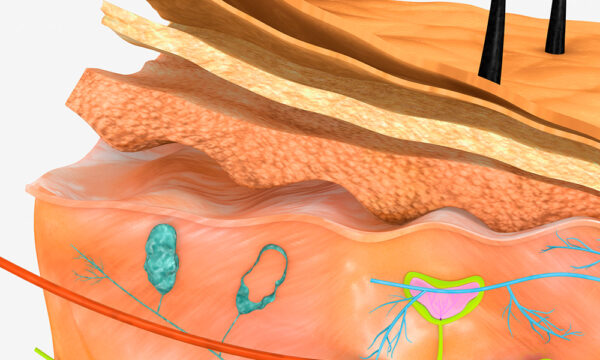 The different layers and structures of skin
