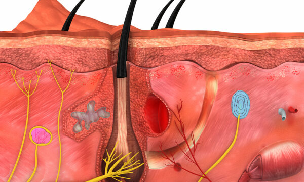 Deeper view of skin structure